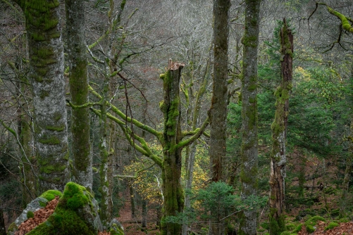 Frederic Demeuse WALD Photography-7